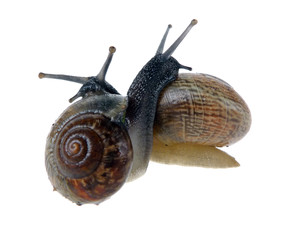 two snails