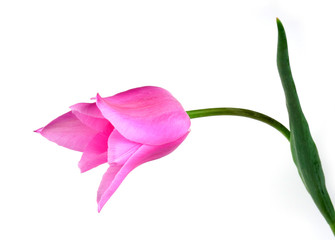a pink tulip isolated