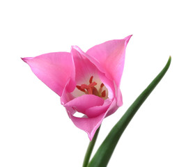 pink tulip