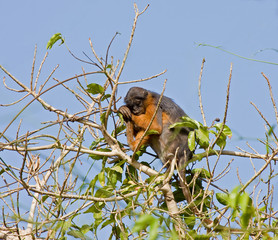Red Colobus monkey asleep in tree