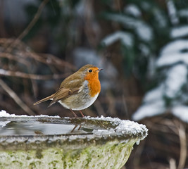 Robin in the Snow