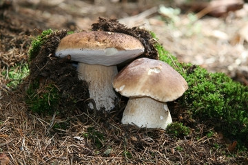 boletus
