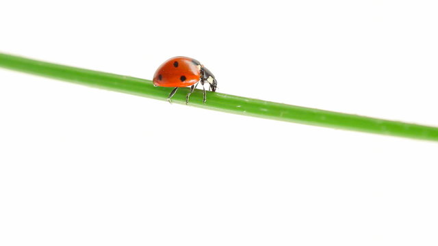 Ladybird walking on a leaf isolated on white background