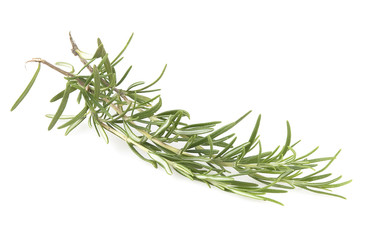 rosemary isolated