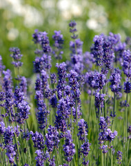 lavender in the garden
