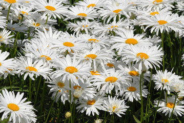 Fototapeta premium daisy