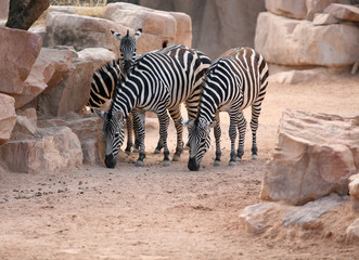 Fototapeta na wymiar Zebras in bioparc in Valencia, Spain