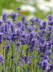 lavender