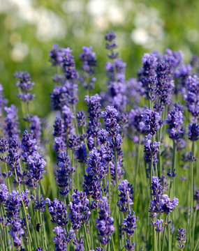 lavender in the garden © Vera Kuttelvaserova