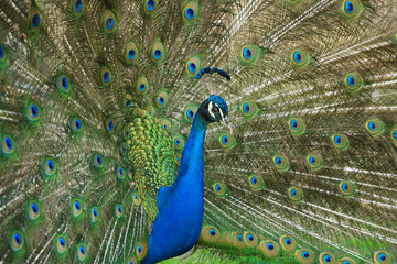 Fototapeta premium male peacock with tail feathers spread