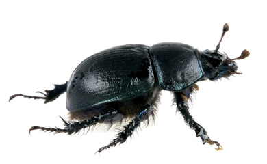 scarab dung beetle