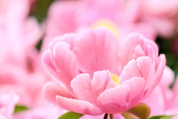 Abstract Pink Flower,Closeup