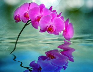orchid and water