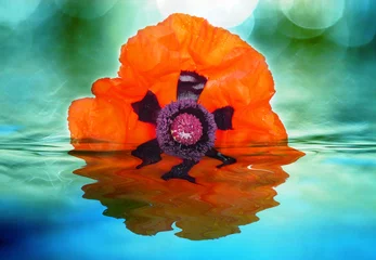 Poster de jardin Coquelicots poppy and water