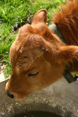 Junges Kalb an der Tränke