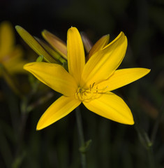Obraz premium yellow lilia