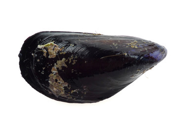 mussel