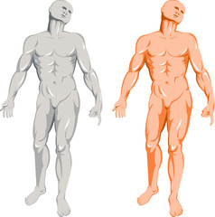 Male humant anatomy front