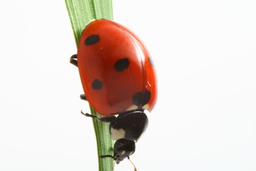 red ladybug