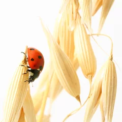 Poster lieveheersbeestje op tarwe © yellowj