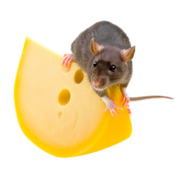 Funny rat and cheese isolated on white