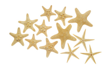 Fototapeta na wymiar Starfish on a white background. (isolated)