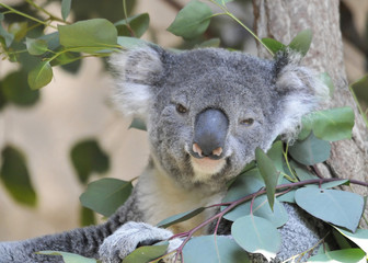 Koala Staring
