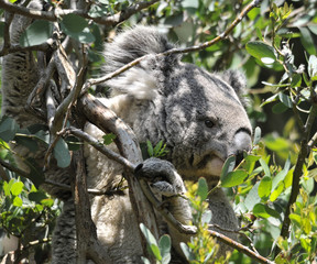 Koala Hiding inTree