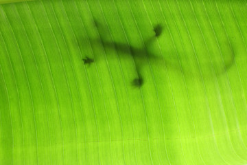 lézard sur feuille de ravenale ou "arbre du voyageur" © Unclesam