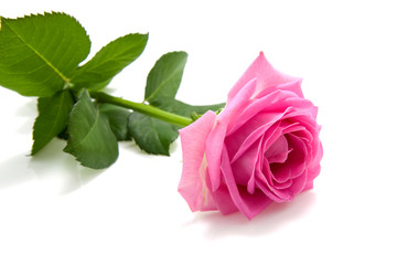 one single pink rose on white