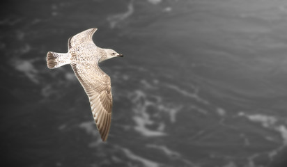 Möwe - Jungmöwe - sw - sepia