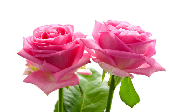 Two beautiful pink roses on white background