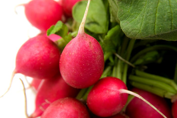 Bunch of fres radish in closeup