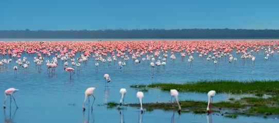 Fototapete Rund flocks of flamingo © Anna Om