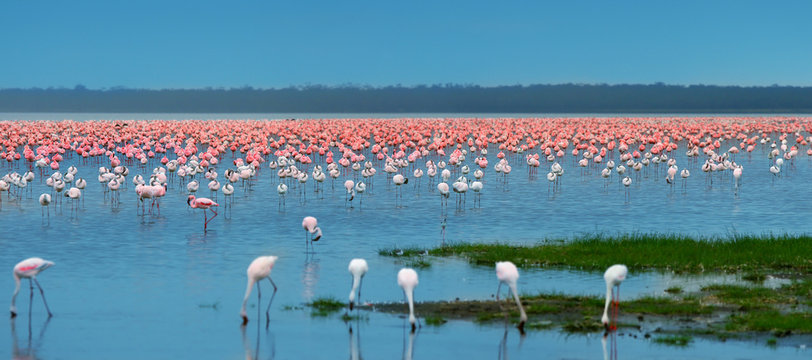 Kudde flamingo's bij ondiep blauw water