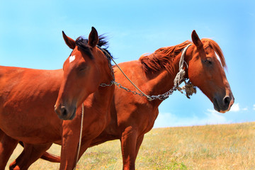 Fototapeta premium Horses