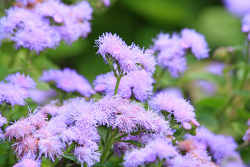Blue ageratum