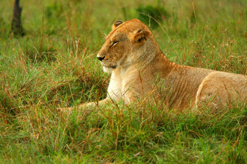 Fototapeta na wymiar Wild African Lioness