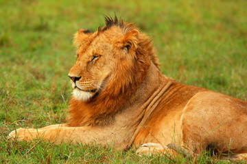 Young wild african lion