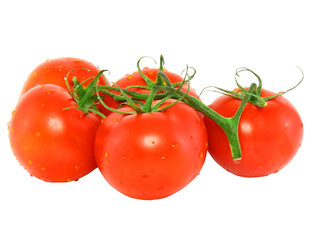 Lush tomatos with  green branch. .Isolated