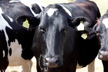 Cow