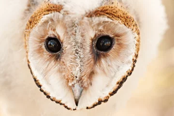 Crédence de cuisine en verre imprimé Hibou baby owl chick