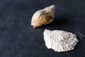 Seashells