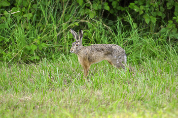 Feldhase ( Lepus timdus ) sitzt im Gras
