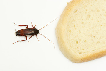 Cockroach close to a slice of bread on white background