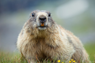 Murmeltier
