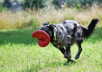 Mischling Labrador
