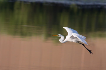 Great White Egret in Flight