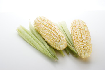 Maiskolben frisch geerntet