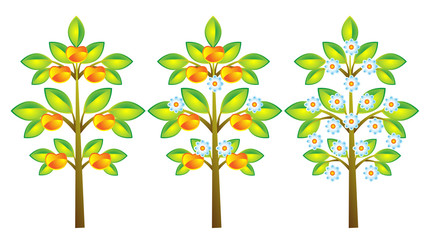 Fototapeta premium summer tree